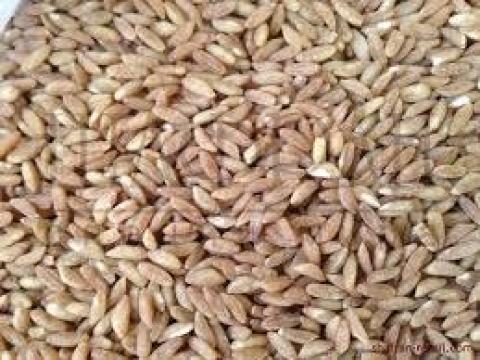 BIO SUISSE-certified organic spelt, oat, flaxseed, and sunflower seeds for sale BIO SUISSE-certified organic spelt, oat, flaxseed, and sunflower seeds for sale