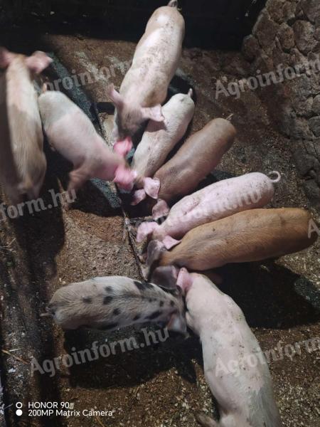Duroc malacok 11 hetes