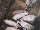 Duroc malacok 11 hetes