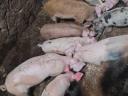 Duroc malacok 11 hetes