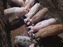Duroc malacok 11 hetes