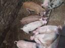 Duroc malacok 11 hetes