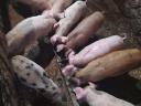 Duroc malacok 11 hetes