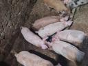 Duroc malacok 11 hetes