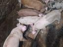 Duroc malacok 11 hetes