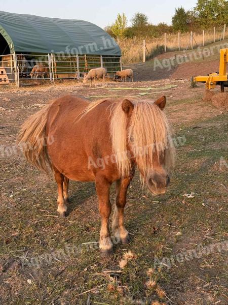 Eladó kanca póni és kanca csikója