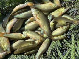 Compó/ Tench