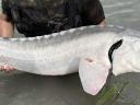 Viza / Beluga eladó – 6-8 kg-os