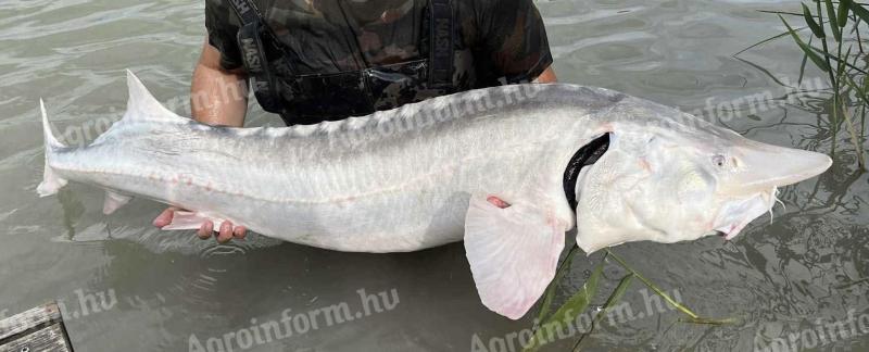 Viza / Beluga eladó – 6-8 kg-os