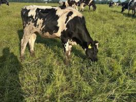 Holstein fríz vemhes üszők eladó