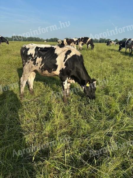 Holstein fríz vemhes üszők eladó