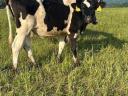 Holstein fríz vemhes üszők eladó