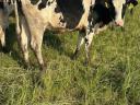 Holstein fríz vemhes üszők eladó