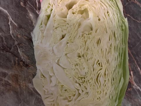 Lapos káposzta eladó hasábnak – Discos, Lunár fajták Lapos káposzta eladó hasábnak – Discos, Lunár fajták