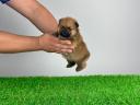 Törzskönyves Pomerániai törpespitz Pomi kiskutya