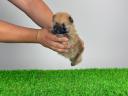 Törzskönyves Pomerániai törpespitz Pomi kiskutya