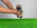 Törzskönyves Pomerániai törpespitz Pomi kiskutya