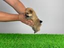 Törzskönyves Pomerániai törpespitz Pomi kiskutya