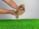 Törzskönyves Pomerániai törpespitz Pomi kiskutya