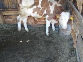 Bika borjú eladó