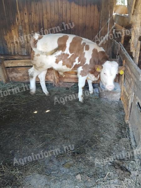 Bika borjú eladó