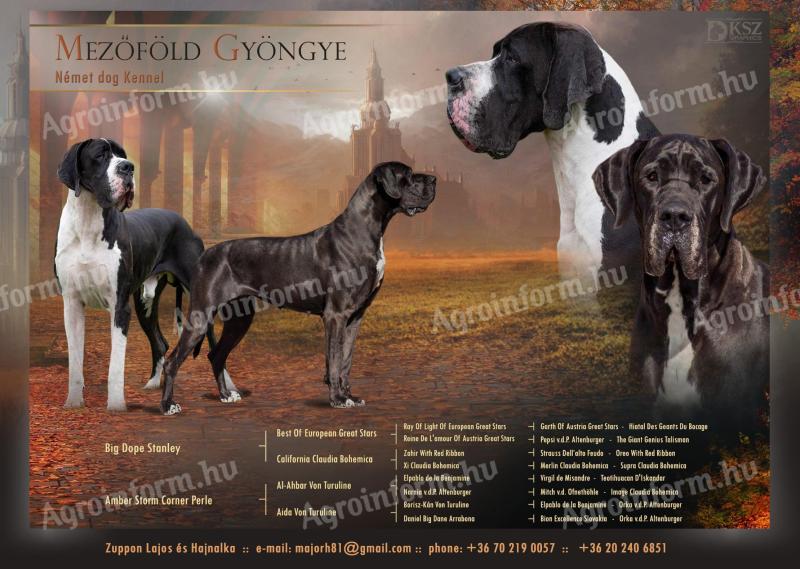 Német dog kölykök eladók