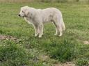 Kuvasz jellegű ivartalanított kan örökbefogadható