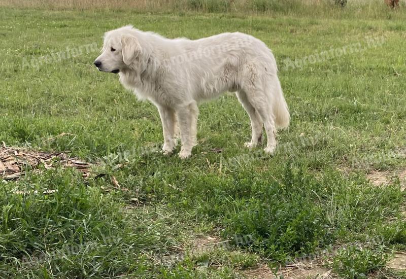 Kuvasz jellegű ivartalanított kan örökbefogadható