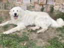 Kuvasz jellegű ivartalanított kan örökbefogadható