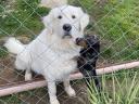 Kuvasz jellegű ivartalanított kan örökbefogadható