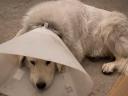 Kuvasz jellegű ivartalanított kan örökbefogadható
