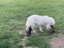 Kuvasz jellegű ivartalanított kan örökbefogadható