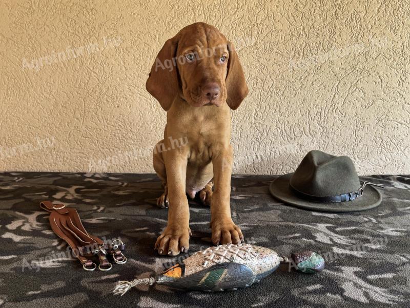 Törzskönyves magyar vizsla kiskutyák eladók