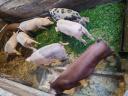 Mangalica és duroc keverék süldők és hízók eladók Zala megyében