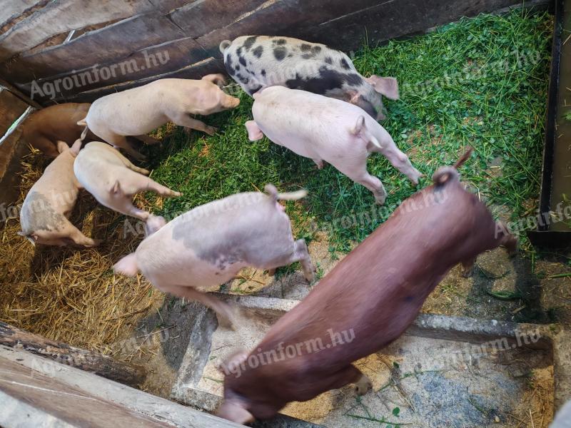 Mangalica és duroc keverék süldők és hízók eladók Zala megyében