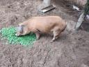 Mangalica és duroc keverék süldők és hízók eladók Zala megyében