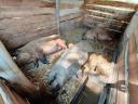 Mangalica és duroc keverék süldők és hízók eladók Zala megyében