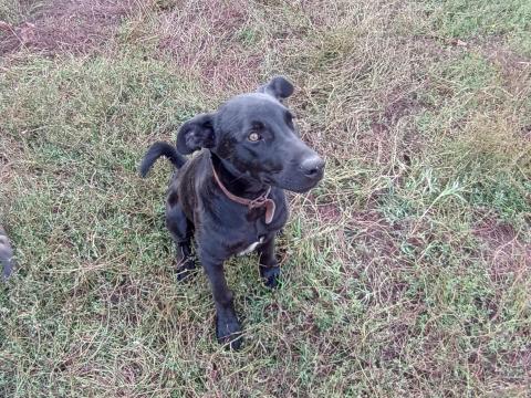 Sinka jellegű kan kutya Sinka jellegű kan kutya