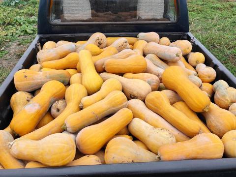 Orange sütőtök eladó kis- és nagy tételben Orange sütőtök eladó kis- és nagy tételben