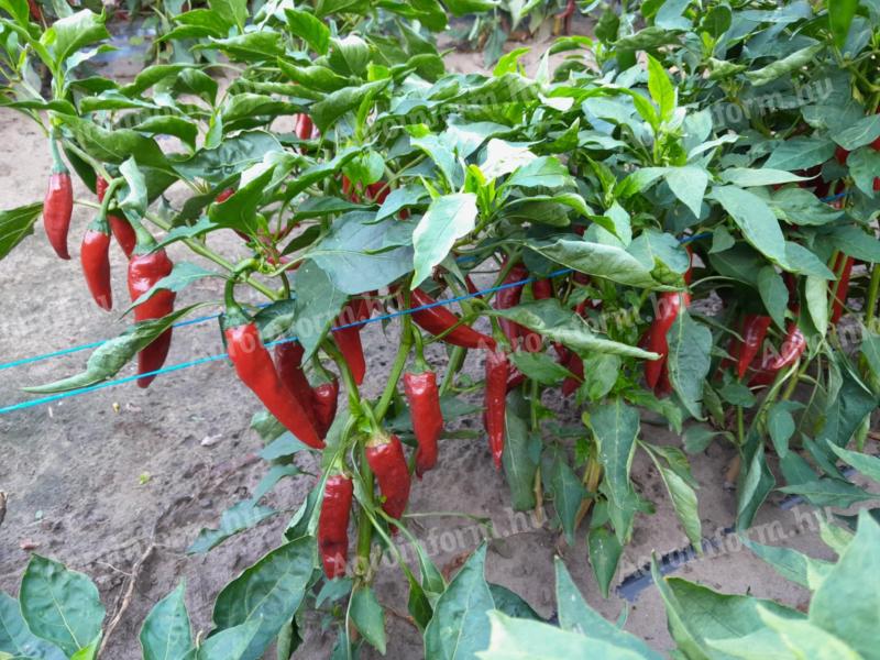 Fűszerpaprika eladó