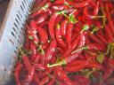 Fűszerpaprika eladó