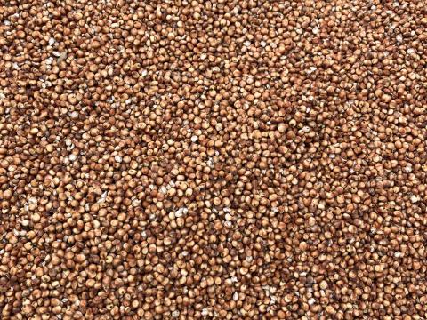 Eladó takarmány cirok - kombájntiszta vörös cirok 1,6 t Eladó takarmány cirok - kombájntiszta vörös cirok 1,6 t