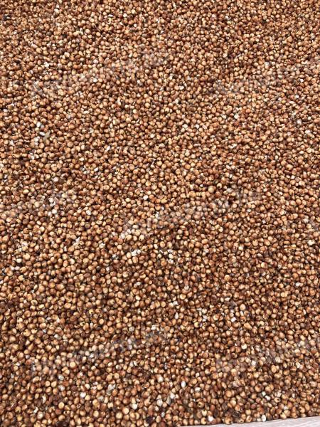 Eladó takarmány cirok - kombájntiszta vörös cirok 1,6 t