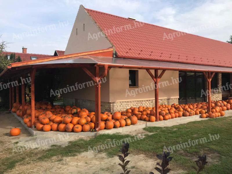 Halloween tök eladó