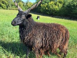 Racka kos eladó