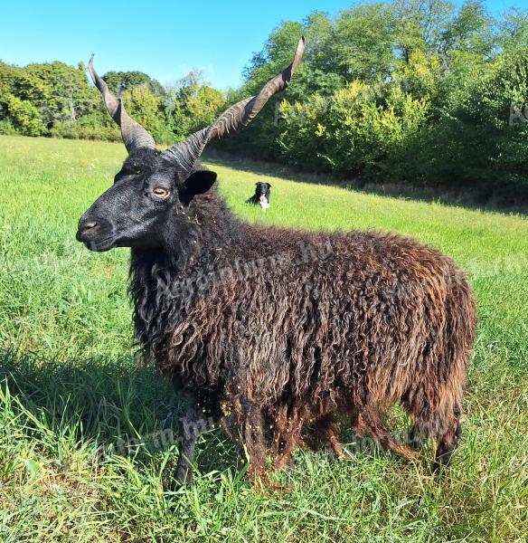 Racka kos eladó