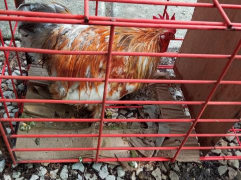 Díszkakasok eladók Díszkakasok eladók