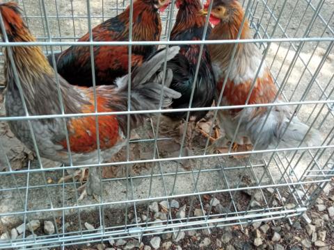 Díszcsirke eladó Díszcsirke eladó