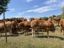 Limousin pedigrés üszők 