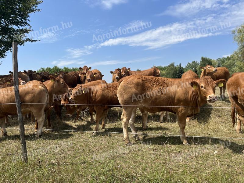 Limousin pedigrés üszők 
